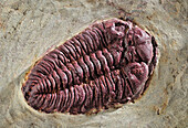 Trilobite fossil, Spain