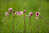 Lily (Crinum sp) flowers, Marievale Bird Sanctuary, South Africa