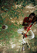 Madagascar Paradise Flycatcher (Terpsiphone mutata) researcher approaching nest and chick, Madagascar