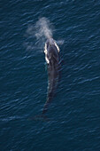 Fin Whale (Balaenoptera physalus) surfacing and spouting, California