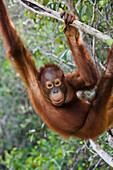 Orangutan (Pongo pygmaeus) sub-adult male climbing in tree, Tanjung Puting National Park, Indonesia