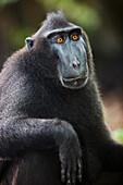 Celebes Black Macaque (Macaca nigra) dominant male, Sulawesi, Indonesia