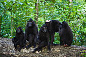 Celebes Black Macaque (Macaca nigra) mothers with babies, Sulawesi, Indonesia