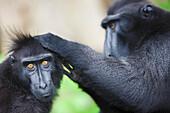 Celebes Black Macaque (Macaca nigra) pair delousing, Sulawesi, Indonesia