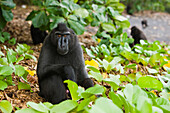 Celebes Black Macaque (Macaca nigra) sitting in coastal vegetation, Sulawesi, Indonesia