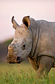 White Rhinoceros (Ceratotherium simum) young, Khama Rhino Sanctuary, Botswana