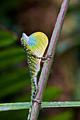 O'Shaughnessy's Anole (Anolis gemmosus) male displaying showing extended dewlap, Mindo, Ecuador