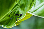 Pelecinid Wasp (Pelecinus sp) on leaf, Mindo, Ecuador