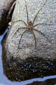Fishing Spider (Dolomedes sp) in ambush position on stone, Mindo, Ecuador