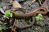 South American Forest Racer (Dendrophidion percarinatus) snake on a rock, central Panama