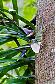 Giant Green Anole (Anolis frenatus) large male displaying dewlap, central Panama