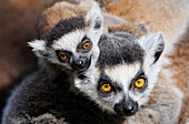 Kattas (Lemur catta) Mutter mit Jungtier, Niederlande