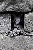 House Mouse (Mus musculus) in brick wall, Zuid-Holland, Netherlands