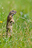 European Ground Squirrel (Spermophilus citellus) juvenile on the lookout, Hungary