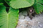 Japanese Macaque (Macaca fuscata) emerging from under leaves, Yakushima Island, Japan