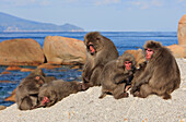 Japanese Macaque (Macaca fuscata) troop sunning on rocks, Yakushima Island, Japan