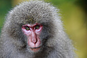 Japanese Macaque (Macaca fuscata) portrait, Yakushima Island, Japan