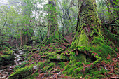 Temperate rainforest of Shiratani Unsuikyo, Yakushima Island, Japan
