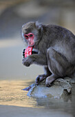 Japanese Macaque (Macaca fuscata) eating a sweet potato after washing it, Kojima, Japan