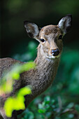Sika Deer (Cervus nippon) female, Yakushima Island, Japan