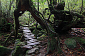 Path through primary temperate rainforest of Shiratani Unsuikyo, Yakushima Island, Japan
