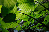 Taro (Alocasia odora) leaves, Yakushima Island, Japan
