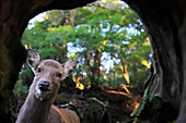 Sika Deer (Cervus nippon) viewed from inside hollow stump, Yakushima Island, Japan
