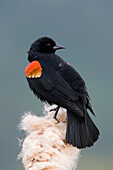 Red-winged Blackbird (Agelaius phoeniceus) male sitting on a cattail, western Montana