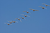 Tundra Swan (Cygnus columbianus) flock flying, central Montana