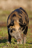 Wild Boar (Sus scrofa) sow, central Florida