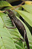 Green Crested Lizard (Bronchocela cristatella) with alarmed brown coloration, Borneo, Malaysia