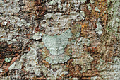 Looper Moth (Pingasa ruginaria) camouflaged on bark, Gunung Mulu National Park, Borneo, Malaysia