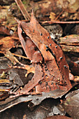 Asian Horned Frog (Megophrys nasuta) camouflaged on forest floor, Borneo, Malaysia