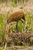 Sandhill Crane (Grus canadensis) preening on nest with chick and unhatched egg, Kensington Metropark, Michigan