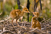 Sandhill Crane (Grus canadensis) chicks in nest, Kensington Metropark, Michigan
