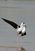 Black-winged Stilt (Himantopus himantopus) pair courting, Chambal River, Madhya Pradesh, India