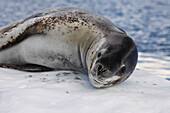 Leopard Seal (Hydrurga leptonyx) resting on ice, Paradise Bay, Antarctica