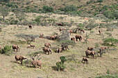 African Elephant (Loxodonta africana) family groups converging into large herd during migration, Ol Malo Wildlife Sanctuary, Kenya