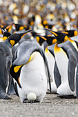 King Penguin (Aptenodytes patagonicus) with egg in colony, Gold Harbour, South Georgia Island