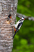 Great Spotted Woodpecker (Dendrocopos major) at nest cavity with chick, Germany