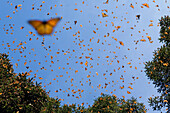 Monarch (Danaus plexippus) butterfly group flying, during a warm day when the overwintering period draws to an end large numbers become active, Michoacan, Mexico
