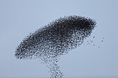 Common Starling (Sturnus vulgaris) flock flying in formation to confuse hunting Peregrine Falcon (Falco peregrinus), Rome, Italy