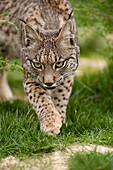 Spanish Lynx (Lynx pardinus) at captive breeding center, Andalusia, Spain