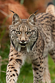 Spanish Lynx (Lynx pardinus) at captive breeding center, Andalusia, Spain