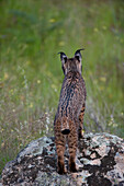 Spanish Lynx (Lynx pardinus) female, Sierra de Andujar Natural Park, Andalusia, Spain