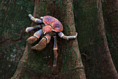 Coconut Crab (Birgus latro), Christmas Island, Indian Ocean, Territory of Australia