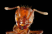 Red Imported Fire Ant (Solenopsis invicta), also known as RIFA, worker portrait, highly invasive introduced species, Texas