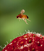 Spotted-wing Fruit Fly (Drosophila suzukii) approaching a fresh strawberry, a pest species to berry and fruit farmers, North America