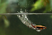 Diving Beetle (Cybister fimbriolatus) jumping into water, photographed with a high-speed camera, central Texas