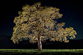 Oregon Oak (Quercus garryana) in the Willamette Valley, Oregon
